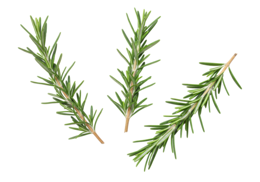 Isolated rosemary sprigs, herbs and spices for flavoring gourmet cuisine and cooking meals