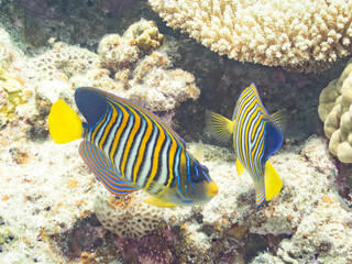 ニシキヤッコ, Regal angelfish, Pygoplites diacanthus, キンチャクダイ科
美しいサンゴ礁と熱帯魚の群れ。
安室島沖縄県
島尻郡慶良間諸島座間味島-2025
サンゴの産卵があり卵が漂う。沖縄本島から40km西方の諸島。30以上の島嶼群全体が国立公園に指定。珊瑚礁の青い海と白い砂浜は世界屈指の美。貴重な動植物が多数生息。
