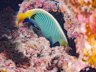 タテジマキンチャクダイ, Emperor angelfish, Pomacanthus imperator, キンチャクダイ科,
美しいサンゴ礁と熱帯魚の群れ。
安室島沖縄県
島尻郡慶良間諸島座間味島-2025
サンゴの産卵があり卵が漂う。沖縄本島から40km西方の諸島。30以上の島嶼群全体が国立公園に指定。珊瑚礁の青い海と白い砂浜は世界屈指の美。貴重な動植物が多数生息。
