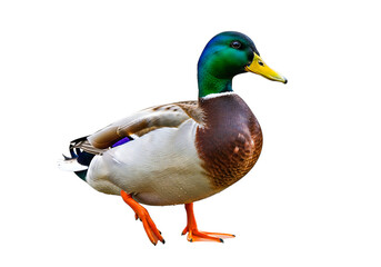 Obraz premium Mallard duck isolated on transparent background standing in a bright environment