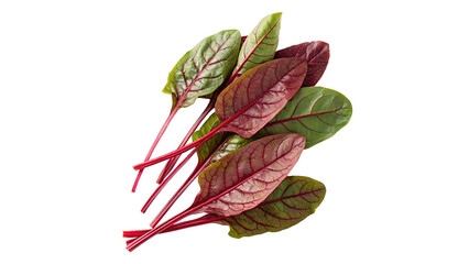red sorrel leaves isolated on transparent background	