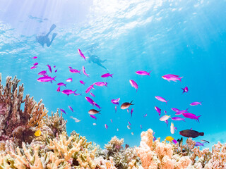 ハナゴイ, Purple queen, Amethyst anthias, Pseudanthias pascalus, ハタ科,
美しいサンゴ礁と熱帯魚の群れ。
安室島沖縄県
島尻郡慶良間諸島座間味島-2025
サンゴの産卵があり卵が漂う。沖縄本島から40km西方の諸島。30以上の島嶼群全体が国立公園に指定。珊瑚礁の青い海と白い砂浜は世界屈指の美。貴重な動植物が多数生息。
