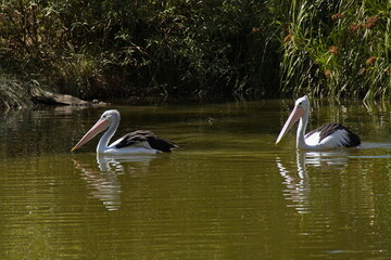 Two pelicans in Cleland Wildlife Park in Adelaide Hills at Adelaide, South Australia, Australia
