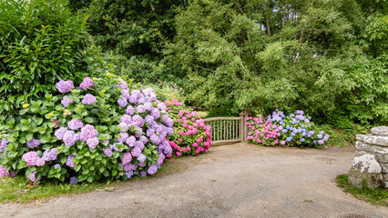 A flower-lined path bordered by colorful hydrangeas and a wooden gate in the middle of lush vegetation, in the small village of Locronan in Brittany, France.