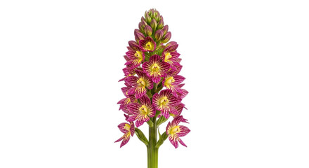 Isolated dense flowered orchid, Dactylorhiza praetermissa, in bloom, showing stripes & spots