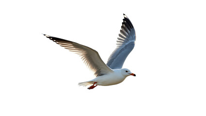 Elegant white seagull flying with wings spread wide against a transparent background. Isolated avian wildlife