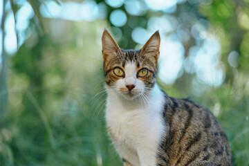A curious cat stands outdoors in a sunny garden, gazing toward the camera with a calm expression, surrounded by lush green foliage and soft natural light.
