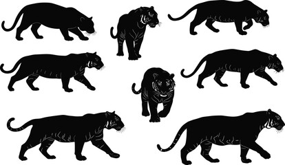Tiger Silhouette Vector Set Showing Walking and Standing Poses, Animal Movement, Jungle Wildlife, Big Cat Anatomy for Artistic Reference