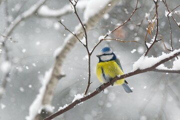 Winter scenery with blue tit bird sitting on the snowy branch(Cyanistes caeruleus)