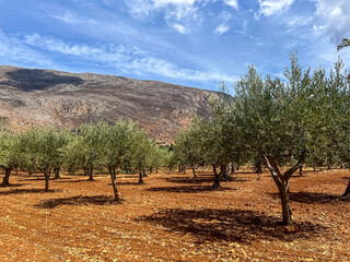 Olive grove 