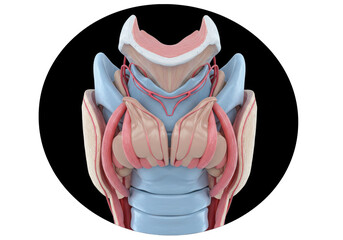 Isolated human larynx anatomy model demonstrating voice box cartilages and muscles system