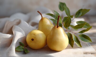  ripe pears glowing in natural daylight.