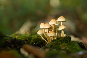 Zbliżenie na maleńkie grzyby rosnące na mchu i opadłych liściach w jesiennym lesie. Ciepłe światło, miękka ostrość i ziemiste tony tworzą spokojną, naturalną atmosferę lasu.