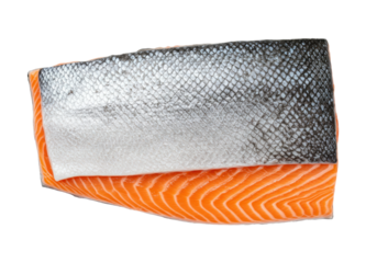 Isolated salmon fillet with skin, ingredient for raw food dish and culinary delicacy