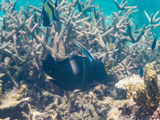 カンムリベラ, Clown coris, Coris aygula,...