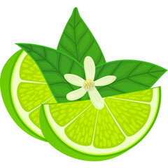 Vibrant Green Lime Slices with White Blossom and Fresh Leaves on Transparent Background Detailed Vector Illustration