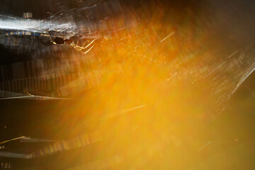 Delikatna pajęczyna w lesie podświetlona promieniami słońca. Kolorowe nici tworzą magiczny, tęczowy efekt, ukazując subtelne piękno natury w jesiennym świetle. © Elżbieta Kaps