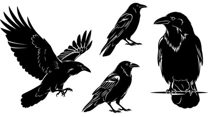 Fototapeta premium Raven silhouettes A collection of black crows in various poses, artistic design