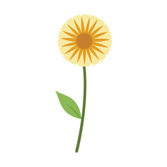 dandelion flower flat vector illustration