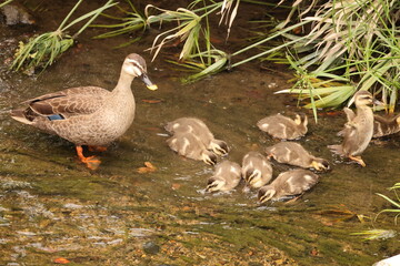 The eastern spot-billed duck or Chinese spot-billed duck (Anas zonorhyncha) is a species of dabbling duck. This photo was taken in Japan.
