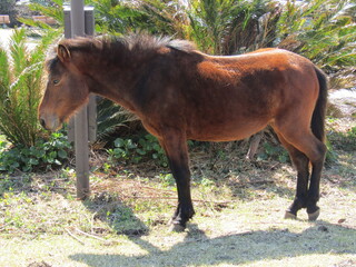 宮崎県串間市都井岬、道路で草を食べている日本唯一の野生馬「御崎馬」