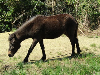 宮崎県串間市都井岬、道路で草を食べている日本唯一の野生馬「御崎馬」
