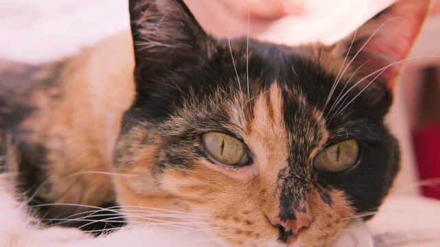 domestic calico cat resting peacefully on cozy bed with neutral-toned linens, Pet's relaxing moment, multi-colored cat settled on bedding, Animal companion, home comfort, Still life peaceful feline