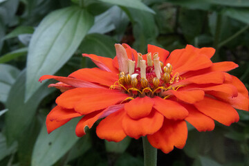 The red zinnia flowers are blooming beautifully.붉은 백일홍 꽃이 아름답게 피었습니다.