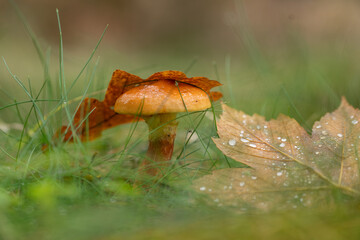 Zbliżenie na maleńkie grzyby rosnące na mchu i opadłych liściach w jesiennym lesie. Ciepłe światło, miękka ostrość i ziemiste tony tworzą spokojną, naturalną atmosferę lasu.