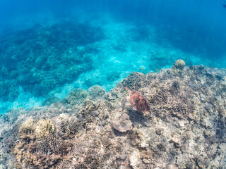息継ぎをするためにゆったり泳ぐアオウミガメ, Green Turtle, Green Sea Turtle, Chelonia mydas, ウミガメ科,
美しいサンゴ礁と熱帯魚の群れ。
安室島沖縄県
島尻郡慶良間諸島座間味島-2025
サンゴの産卵があり卵が漂う。沖縄本島から40km西方の諸島。30以上の島嶼群全体が国立公園に指定。珊瑚礁の青い海と白い砂浜は世界屈指の美。貴重な動植物が多数生息。