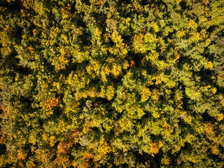 V&eacute;g&eacute;tation d'arbre vu &agrave; la verticale