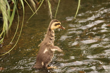 The eastern spot-billed duck or Chinese spot-billed duck (Anas zonorhyncha) is a species of dabbling duck. This photo was taken in Japan.