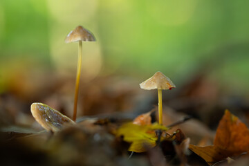Małe grzyby rosnące wśród mchu i opadłych liści w jesiennym lesie, makro zbliżenie w...