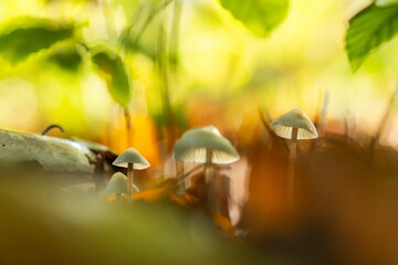 Małe grzyby rosnące wśród mchu i opadłych liści w jesiennym lesie, makro zbliżenie w...