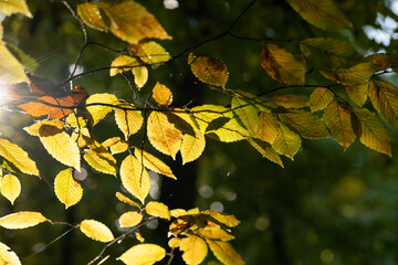 Kolorowe jesienne liście oświetlone słońce, tło natury