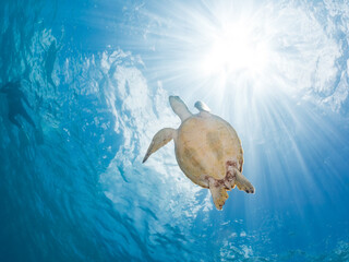 Obraz premium 息継ぎをするためにゆったり泳ぐアオウミガメ, Green Turtle, Green Sea Turtle, Chelonia mydas, ウミガメ科, 美しいサンゴ礁と熱帯魚の群れ。 安室島沖縄県 島尻郡慶良間諸島座間味島-2025 サンゴの産卵があり卵が漂う。沖縄本島から40km西方の諸島。30以上の島嶼群全体が国立公園に指定。珊瑚礁の青い海と白い砂浜は世界屈指の美。貴重な動植物が多数生息。