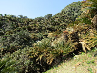 宮崎県串間市都井岬、国の特別天然記念物に指定されている蘇鉄の自生地
