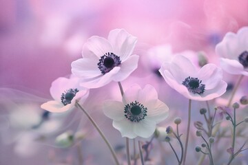 Dreamy pastel anemone flowers in soft focus with vintage blur and romantic floral tones for background