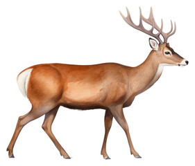 Fototapeta premium PNG Deer wildlife animal mammal.