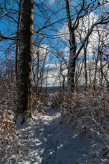 Snowy trail under blue sky, quiet snowy woodland scene with sunlight filtering through trees