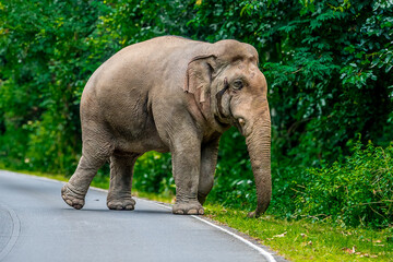 Naklejka premium Wild elephants have large bodies, a large, fat body, and a long trunk. Elephants are herbivores.