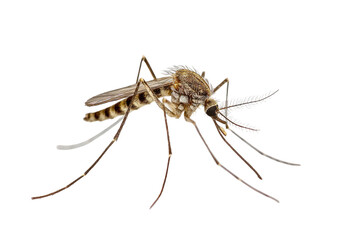 Highly detailed close-up of a mosquito, isolated on a stark black background