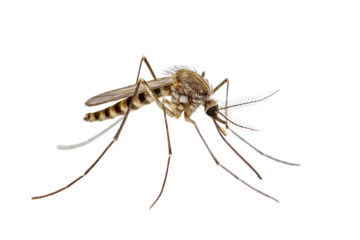 Highly detailed close-up of a mosquito, isolated on a stark black background