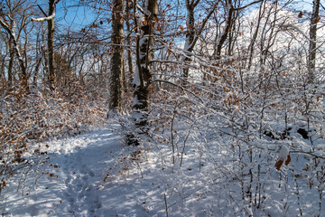 Snowy trail under blue sky, quiet snowy woodland scene with sunlight filtering through trees