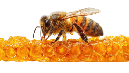 Honeybee perched on a honeycomb, with a black background. Up close detail