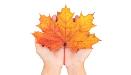 Hands Holding Maple Leaves, Top View, Isolated on Transparent Background