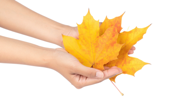 Close up of Hands Holding Maple Leaves, Isolated on Transparent Background