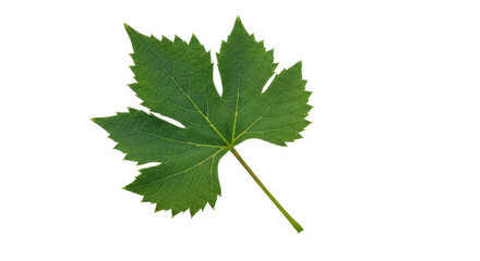Isolated green grape leaf features textured surface, detailed veins, jagged edges, stalk
