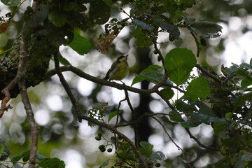 A little tit sings its wedding song on a big tree