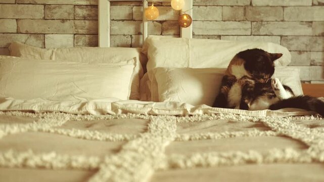 domestic calico cat resting peacefully on cozy bed with neutral-toned linens, Pet's relaxing moment, multi-colored cat settled on bedding, Animal companion, home comfort, Still life peaceful feline